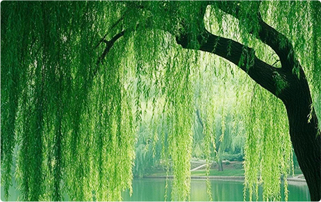 行香子 · 赴春约