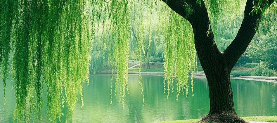 Xingxiangzi · Spring Appointment